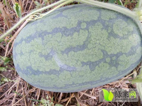 2016年河南夏邑龙卷风价格