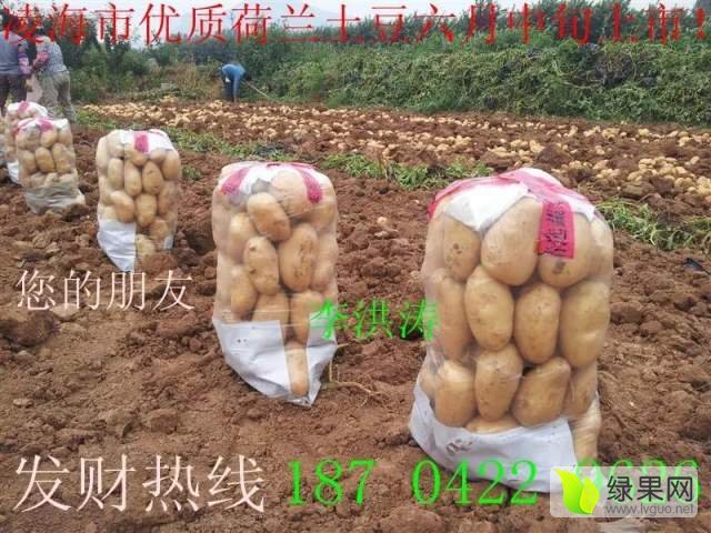 荷兰十五价格