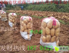 辽宁锦州荷兰十五土豆便宜出售