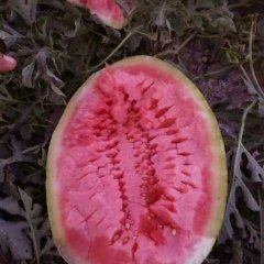 甘肃靖远金花西瓜随行就市