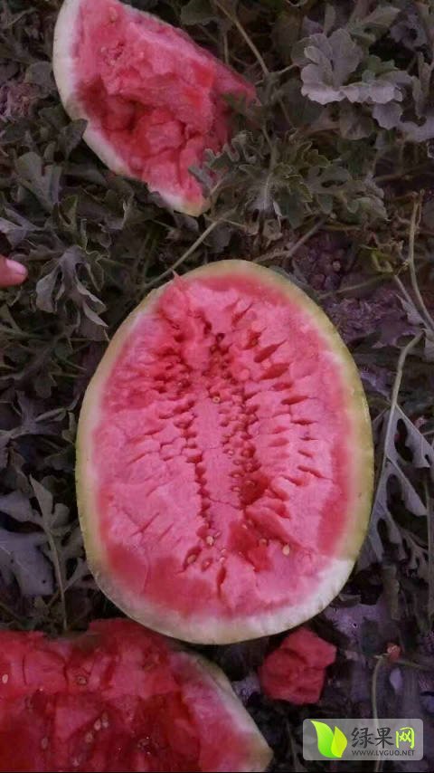 金花价格