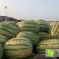 滨州市沾化县大量西农8号长花瓜上市
