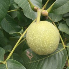 陕西大荔清香核桃名优产品