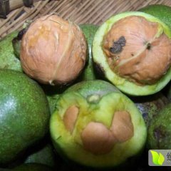 大荔核桃火热上市范家白康诚信合作