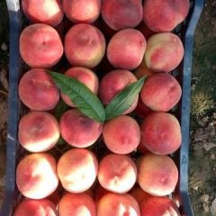 河北衡水大久保蜜桃火热上市