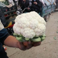 衡水菜花早买早赚饶阳刘明阳诚信合作