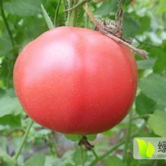 河南睢阳豫艺粉冠西红柿名扬天下