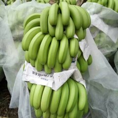 武鸣香蕉著名品种,广西罗军龙诚信合作