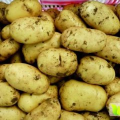 惠民清河刘来财5月荷兰十五土豆