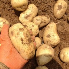 庄河土豆何去何从,吴炉刘颖诚信合作