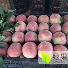 陕西大荔 阿布白桃蜜桃逐渐升温