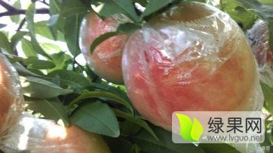 大荔阿布白秦王大量供应