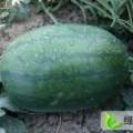 扶沟西瓜画皮无籽品质优良