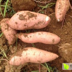 泗水6月龙署九号红薯开始出售