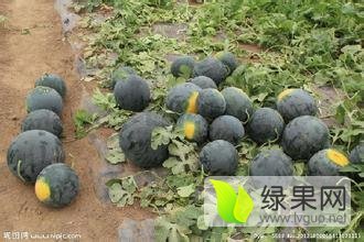 洞庭一号价格