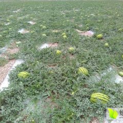 2016会宁扎子塬旱砂田西瓜金花一号