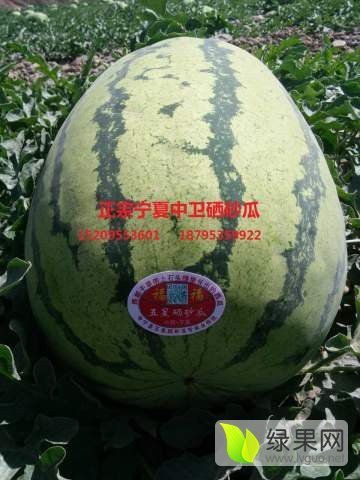 硒砂瓜价格