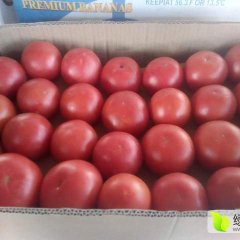 凌海西红柿营养丰富,建业倪宝军