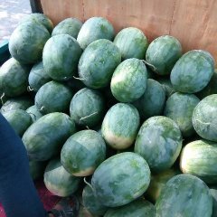 尉氏西瓜随行就市,河南刘建强诚信合作