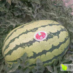 会宁郭城赵中程7月硒砂瓜西瓜
