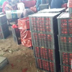 榆次西红柿品质优良,量大