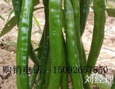 山東金鄉(xiāng)線(xiàn)椒辣椒歡迎合作