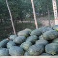 太康今年大面积种植的8424已经大量上市