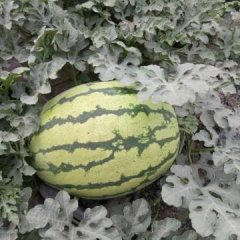 甘肃靖远李维宝西瓜特产硒砂瓜