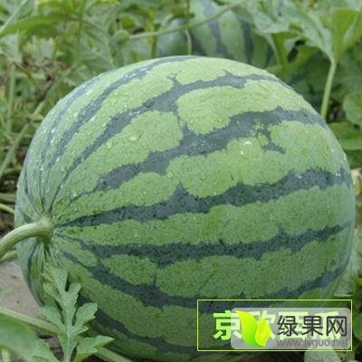 地雷瓜价格