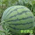 东明西瓜大量上市 价格低 品质优