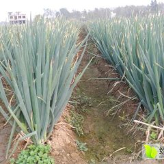 山东安丘铁杆大葱香甜可口