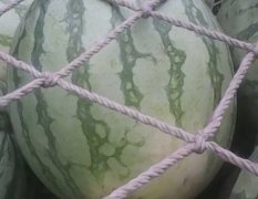 扶沟县吕潭乡万亩优质西瓜已经大量上市