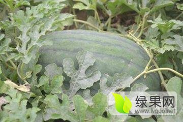 2016年河南夏邑龙卷风价格
