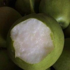 2016大荔梨再不来就没机会了！