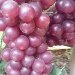 河北晋州市巨峰葡萄价格适宜