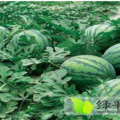 内蒙古元宝山地雷瓜西瓜欢迎合作
