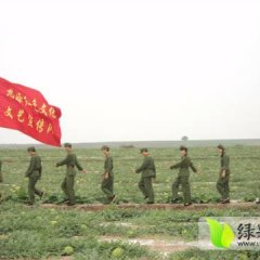 会宁县扎子原村旱沙田金花金城西瓜