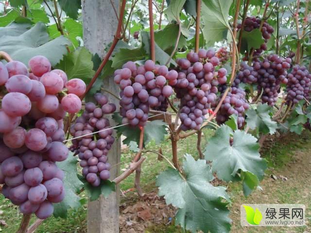 2016年河北永年夏黑葡萄价格