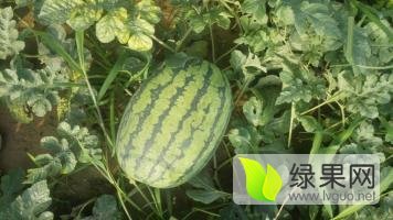 2016年河南夏邑冠龙价格