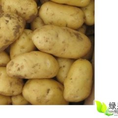 凌海土豆著名品种好.耐储存