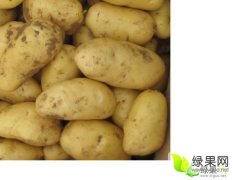 凌海土豆著名品种好.耐储存
