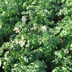 黑龙江宁安市库存60万斤出库，省去代办费