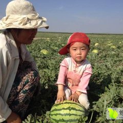 会宁西瓜名优产品,郭城赵振业诚信合作