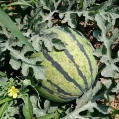 陕西眉县常兴京欣西瓜个头整齐瓜甜度高