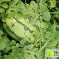 东营县山东蔡帅7月西农八号西瓜