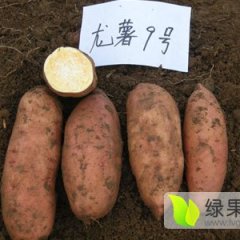 开封小俊专业代办各品种优质红薯，白薯。