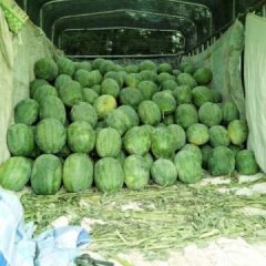 2016定州西瓜俏销大江南北