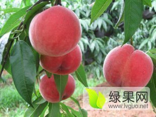 2016大荔蜜桃再不来就没机会了！