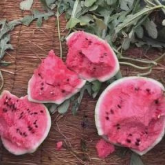 河南扶沟西瓜已经大量上市扶沟