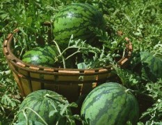 山东单县西瓜7月份上市